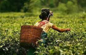 Livelihood and Food Security