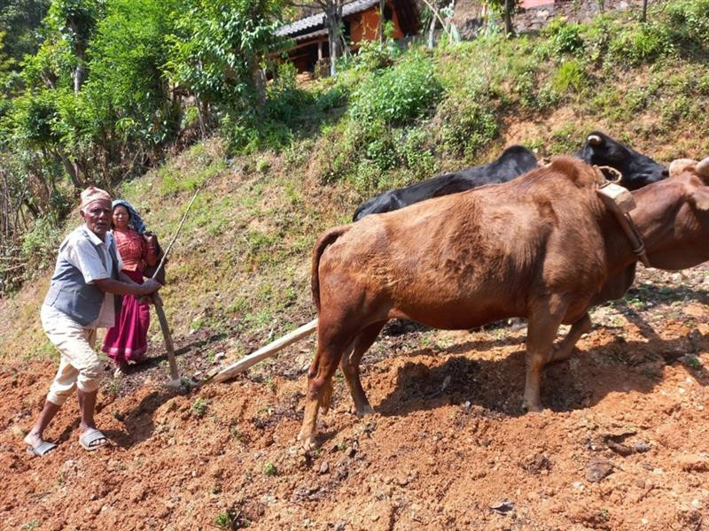Nepal's Journey Towards Zero Hunger: the triple challenge of food security, food self-sufficiency and economic prosperity